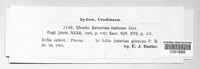 Uredo setariae-italicae image